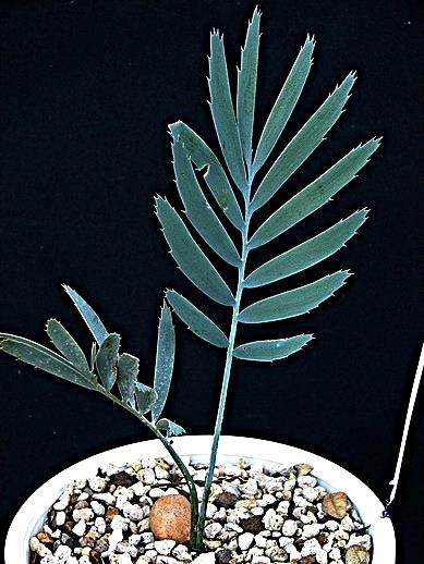 Encephalartos nubimontanus | Suanpom(สวนผม) - สรรพยา ชัยนาท