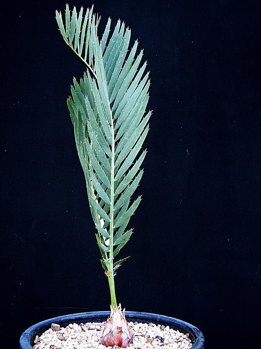 Encephalartos cupidus"Robusta form" | Suanpom(สวนผม) - สรรพยา ชัยนาท