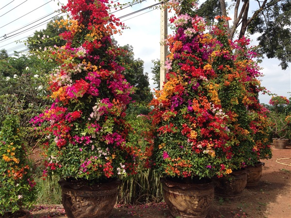 เฟื่องฟ้าทรงคริสมาส | สวนสุขโขไม้ดอกไม้ประดับ - ประจันตคาม ปราจีนบุรี