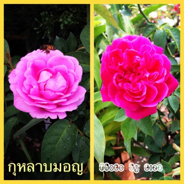 กุหลาบมอญ | สวนกุหลาบนุช -  เชียงใหม่