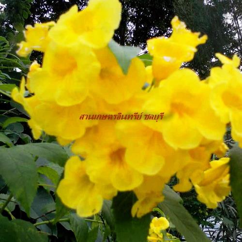 ต้นดอกทองอุไร(ส่งเสริมบารมี) | สวนเกษตรอินทรีย์ - พนัสนิคม ชลบุรี