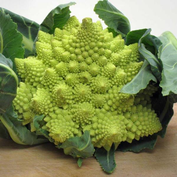 บร็อคโคลี โรมันเนสโก Broccoli Romanesco  | ดอกมะลิ -  กรุงเทพมหานคร