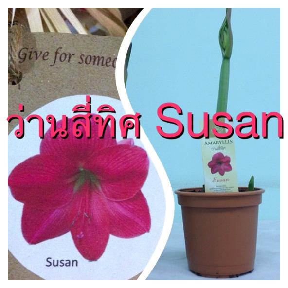 หัวว่านสี่ทิศ พันธุ์ ฮอลแลนด์ Susan กำลังแทงช่อดอกค่ะ | สวนในฝัน - เมืองเชียงใหม่ เชียงใหม่