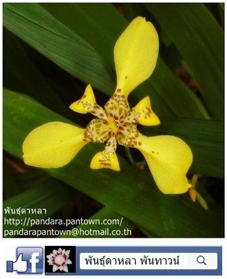 Yellow Walking Iris | พันธุ์ดาหลา - เมืองเชียงใหม่ เชียงใหม่