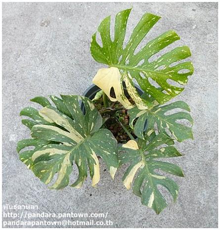 Philodendron monstera (variegated)