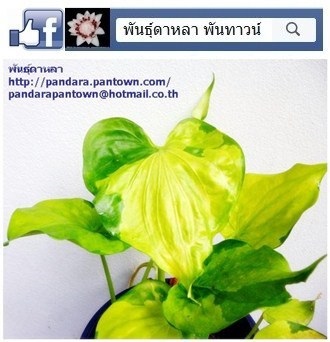 ว่านนางกวักมหาโพธิ์ทองด่างทอง | พันธุ์ดาหลา - เมืองเชียงใหม่ เชียงใหม่