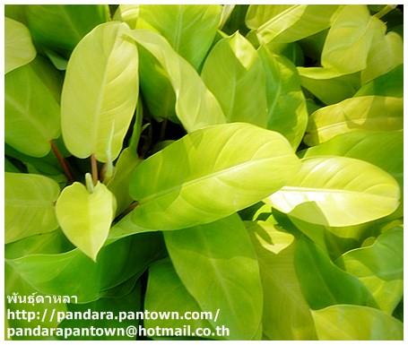 Philodendron Gold | พันธุ์ดาหลา - เมืองเชียงใหม่ เชียงใหม่