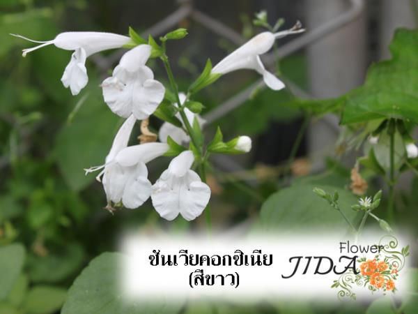 ซันเวียคอกซิเนีย (สีขาว) | Jida Flower - เมืองเชียงใหม่ เชียงใหม่