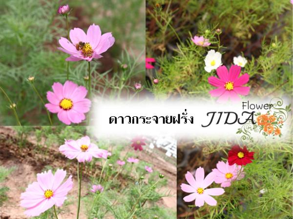 ดาวกระจายฝรั่ง  คอสมอส | Jida Flower - เมืองเชียงใหม่ เชียงใหม่