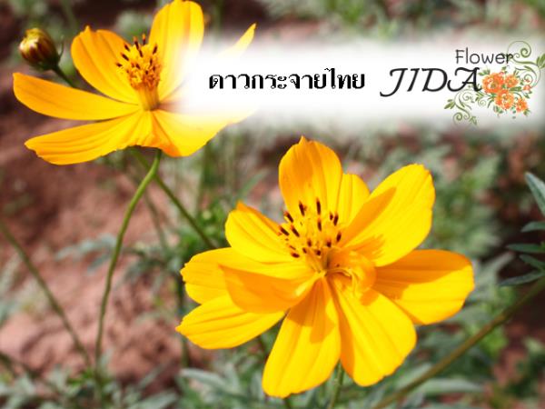 ดาวกระจายไทย สีส้ม สีเหลือง | Jida Flower - เมืองเชียงใหม่ เชียงใหม่