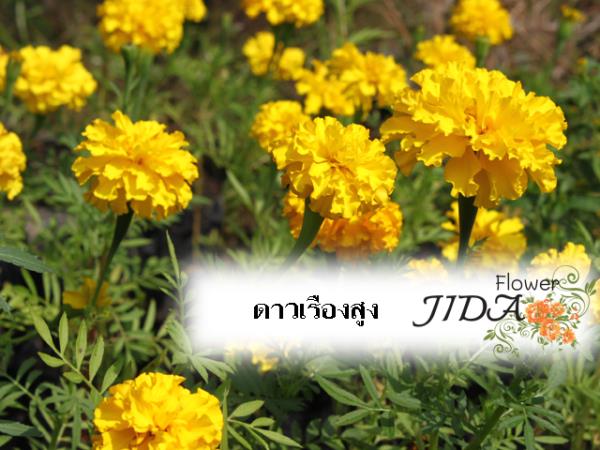 ดาวเรืองสูง (สีส้ม,สีเหลือง) | Jida Flower - เมืองเชียงใหม่ เชียงใหม่