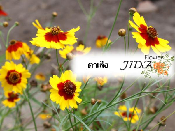 ตาเสือ | Jida Flower - เมืองเชียงใหม่ เชียงใหม่