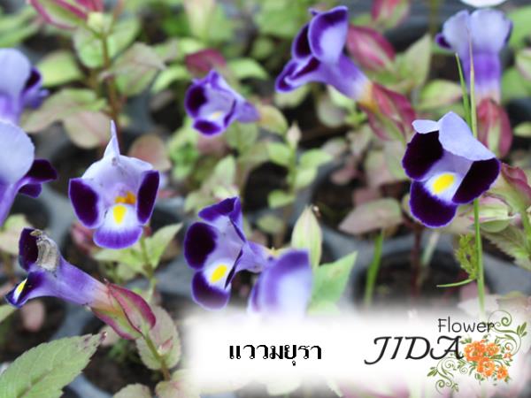 แววมยุรา | Jida Flower - เมืองเชียงใหม่ เชียงใหม่