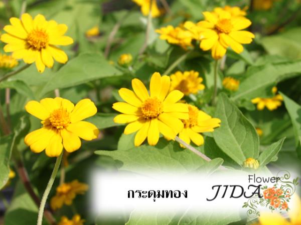 กระดุมทอง | Jida Flower - เมืองเชียงใหม่ เชียงใหม่