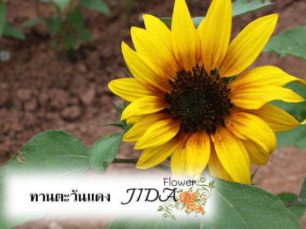 ทานตะวัน สีแดง | Jida Flower - เมืองเชียงใหม่ เชียงใหม่