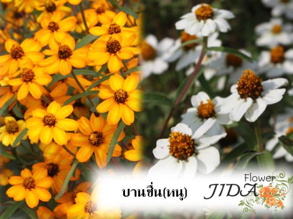 บานชื่นหนู ( มี3สีให้เลือก สีขาว, สีส้ม  | Jida Flower - เมืองเชียงใหม่ เชียงใหม่