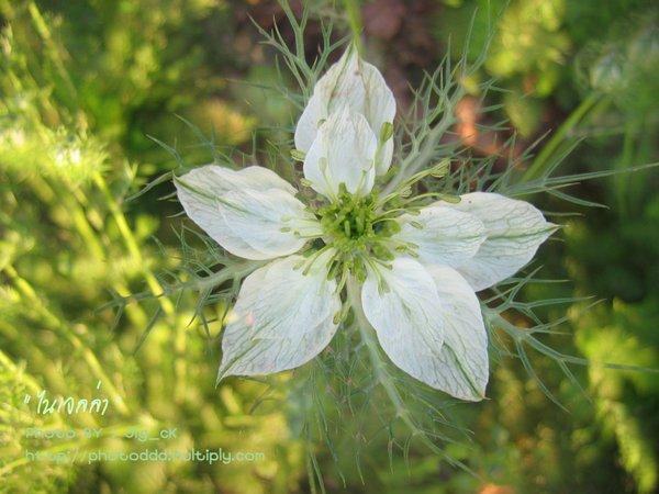 ไนจีร่า | Jida Flower - เมืองเชียงใหม่ เชียงใหม่