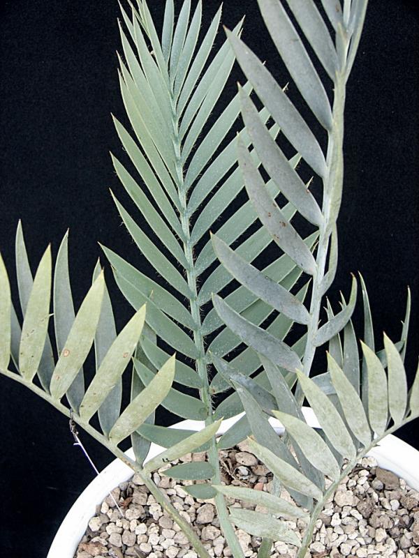 Encephalartos lehmannii "kirkwood form"
