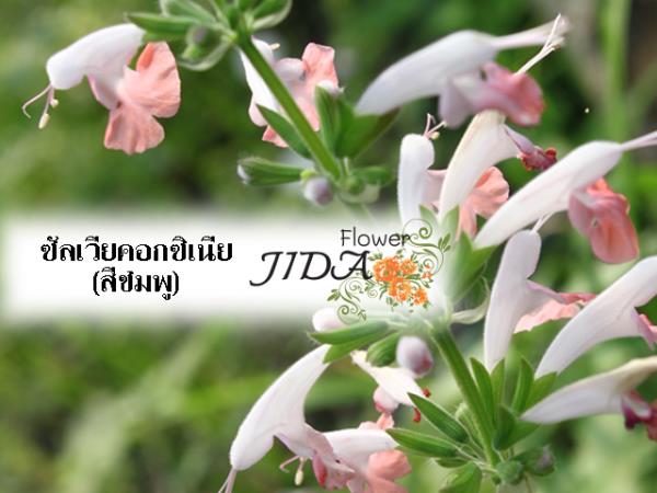 ซันเวียคอกซิเนีย (สีชมพู) | Jida Flower - เมืองเชียงใหม่ เชียงใหม่