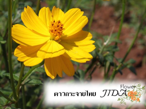 ดาวกระจายไทย สีเหลือง | Jida Flower - เมืองเชียงใหม่ เชียงใหม่