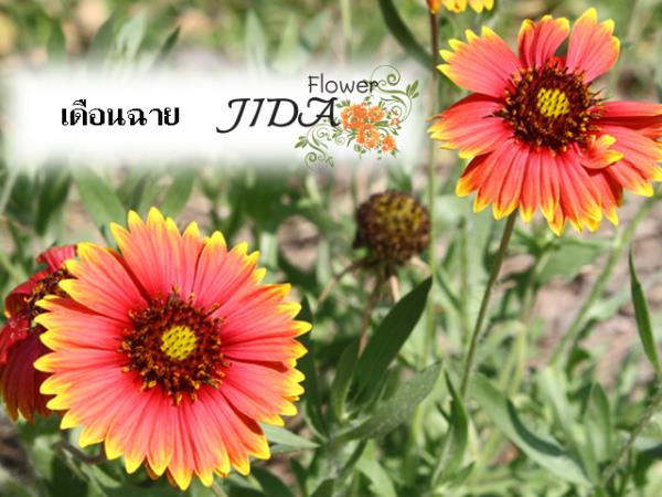 เดือนฉาย สีแดง,เหลือง,มีลาย | Jida Flower - เมืองเชียงใหม่ เชียงใหม่