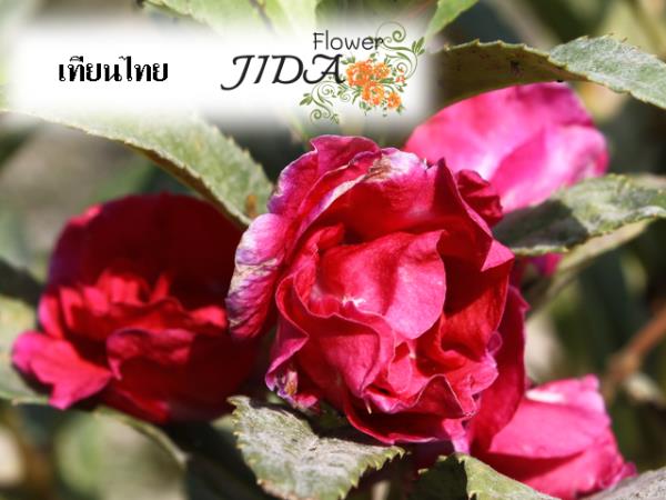 เทียนไทย คละสี | Jida Flower - เมืองเชียงใหม่ เชียงใหม่