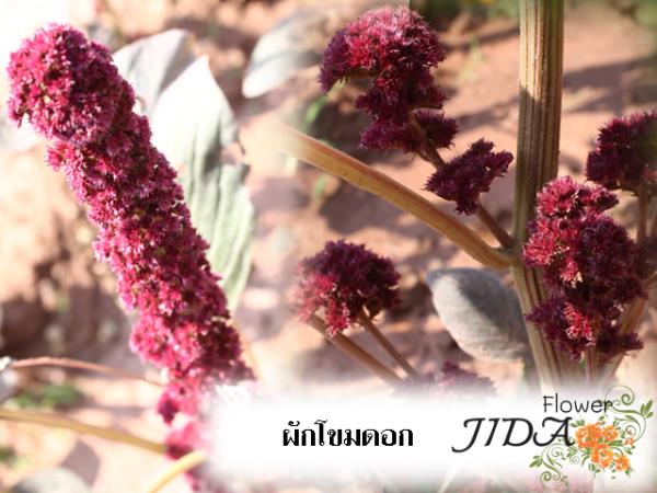 ผักโขมดอก | Jida Flower - เมืองเชียงใหม่ เชียงใหม่