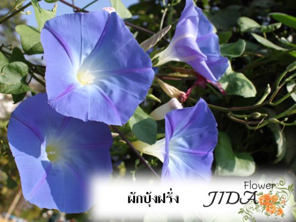 Morning Glory , ดอกบานเช้า , ผักบุ้งฝรั่ | Jida Flower - เมืองเชียงใหม่ เชียงใหม่