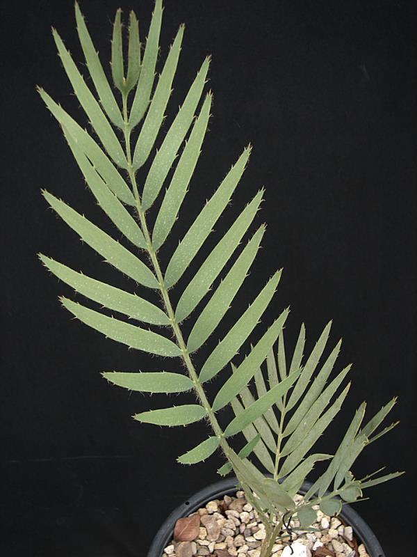 Encephalartos dyerianus  | Suanpom(สวนผม) - สรรพยา ชัยนาท