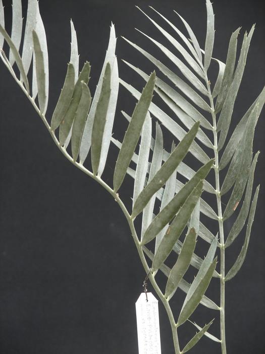 Encephalartos nubimontanus "prevalent" | Suanpom(สวนผม) - สรรพยา ชัยนาท