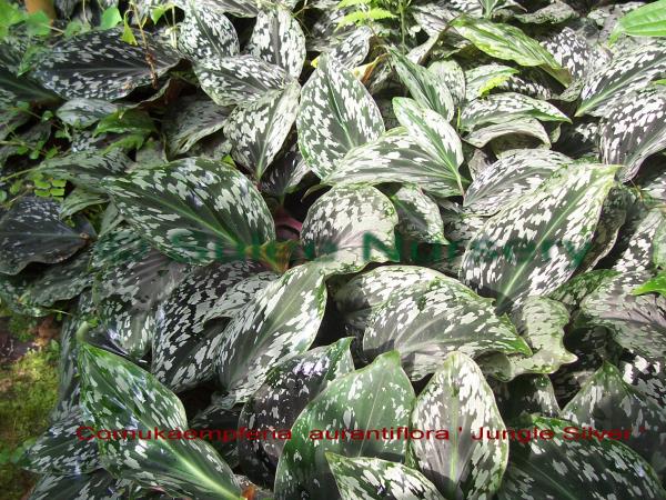 เปราะทอง ; Cornukaempferia  aurantiflora | สวนสุลี -  ภูเก็ต