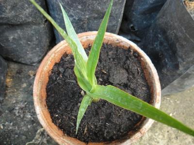 จันผาเลือดมังกร (Dragon Blood Tree) | ไร่ภูธรา - เมืองเชียงใหม่ เชียงใหม่