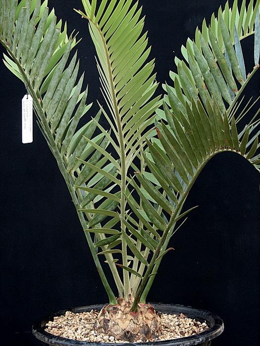 Encephalartos longifolius  | Suanpom(สวนผม) - สรรพยา ชัยนาท
