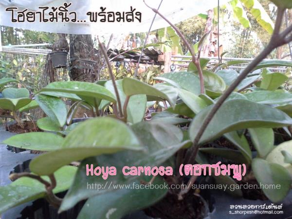 Hoya carnosa ดอกชมพู  โฮยานิ้ว พร้อมส่ง | suansuayhoya - โพธาราม ราชบุรี
