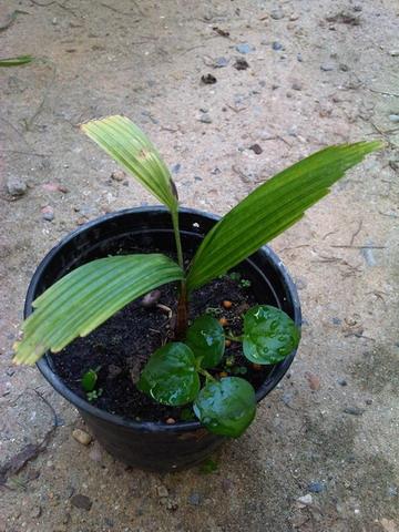 Licuala densiflora | วาริช ปาล์ม - ยานนาวา กรุงเทพมหานคร