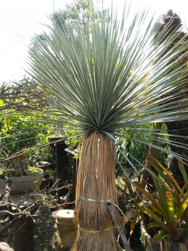 ยุคค่า Yucca Rostrata | สวนบุญชูใจ -  นครนายก