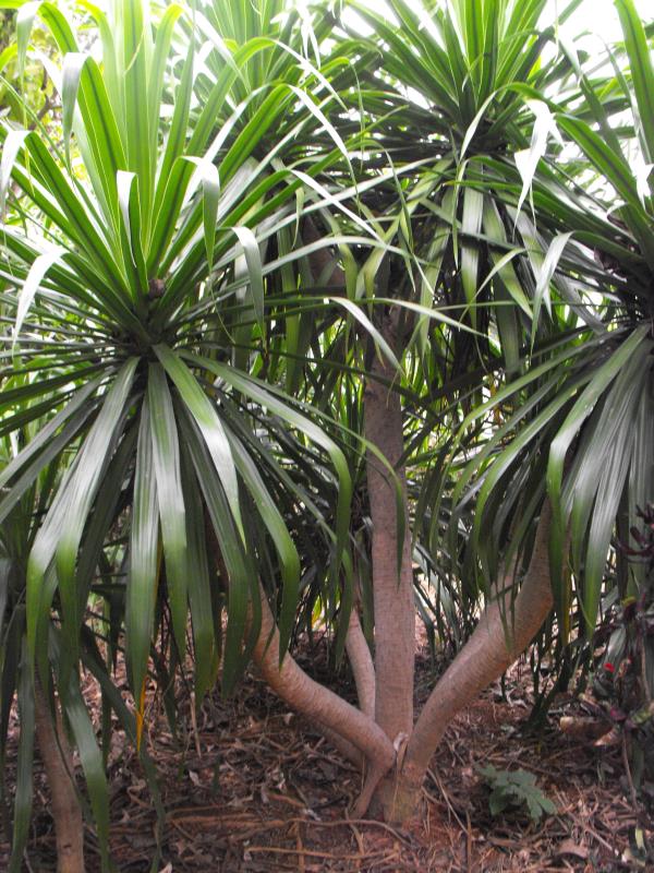 ขายต้นจันผา (Dracaena) | สวนบุญชูใจ -  นครนายก