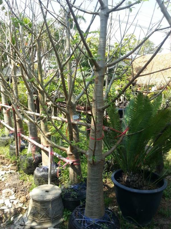 เบาบับ (Baobab Tree) | สวนบุญชูใจ -  นครนายก