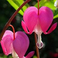 Bleeding Heart