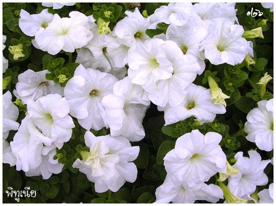 พิทูเนีย คละสี (ม่วง,ขาว) | Jida Flower - เมืองเชียงใหม่ เชียงใหม่