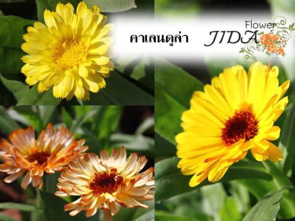 คาเลนดูล่า (ดาวเรืองหม้อ) | Jida Flower - เมืองเชียงใหม่ เชียงใหม่