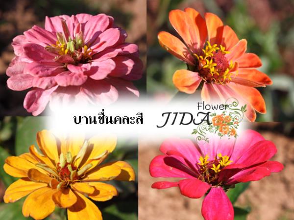 บานชื่น (คละสี) | Jida Flower - เมืองเชียงใหม่ เชียงใหม่