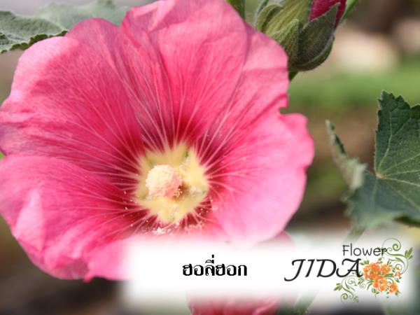 ฮอลี่ฮ๊อก | Jida Flower - เมืองเชียงใหม่ เชียงใหม่