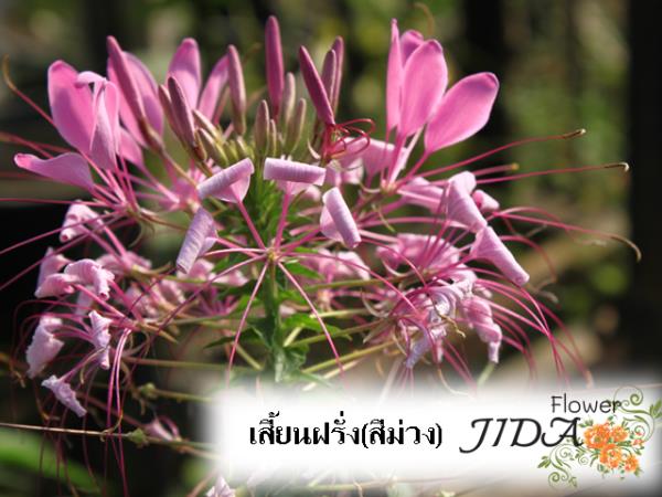 เสี้ยนฝรั่ง | Jida Flower - เมืองเชียงใหม่ เชียงใหม่