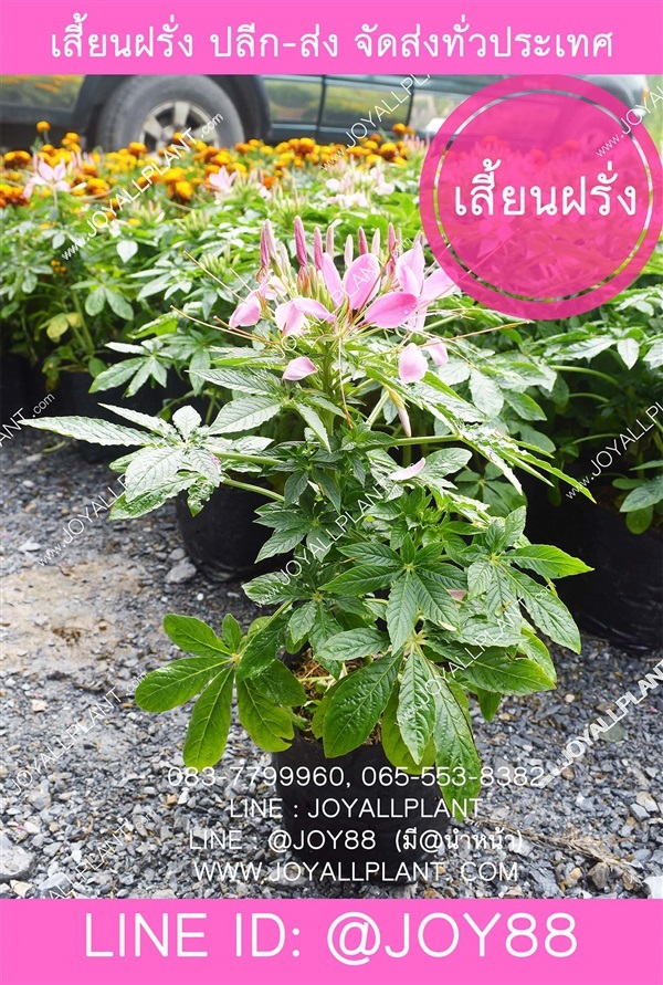 ต้นเสี้ยนฝรั่ง Cleome ปลีก-ส่ง จัดส่งทั่วประเทศ