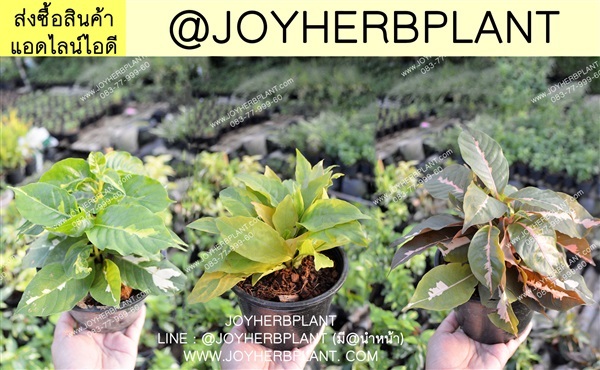 ใบเงิน ใบทอง ใบนาก ใบสามกษัตริย์ แอดไลน์สั่ง @JOYHERBPLANT  | ร้านจอยต้นสมุนไพร - หนองแขม กรุงเทพมหานคร