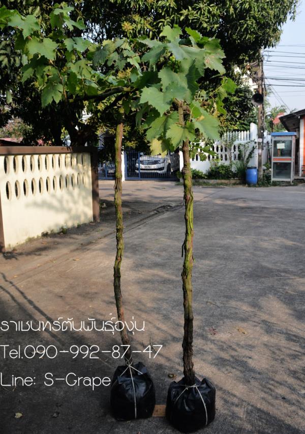 ต้นองุ่น แดงต้นใหญ่ | ราเชนทร์ต้นพันธุ์องุ่น - หนองแขม กรุงเทพมหานคร