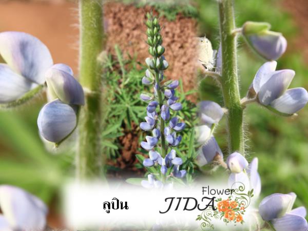 ลูปิน | Jida Flower - เมืองเชียงใหม่ เชียงใหม่