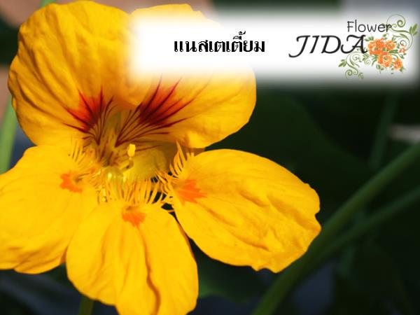 แนสเตเตี้ยม คละสี | Jida Flower - เมืองเชียงใหม่ เชียงใหม่