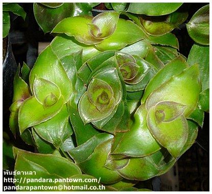 Tradescantia fluminensisn Green